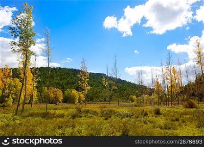 Autumn fall forest with yellow golden poplar trees outdoor nature and blue sky