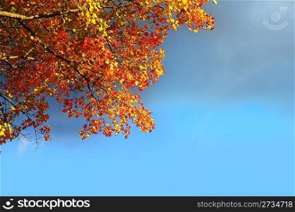 autumn fall golden beech tree leaves stormy cloud blue sky
