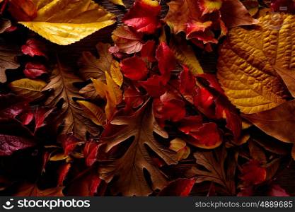 Autumn fall golden red leaves on wood background