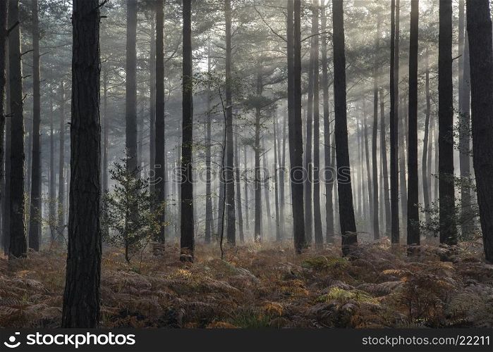 Autumn Fall landscape foggy morning in pine forest