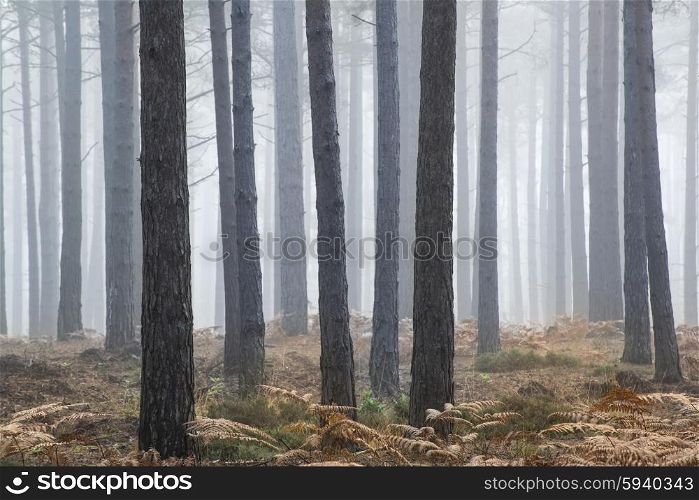 Autumn Fall landscape foggy morning in pine forest