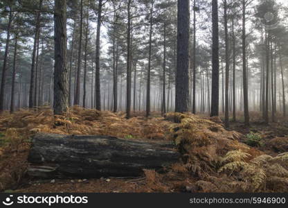 Autumn Fall landscape foggy morning in pine forest