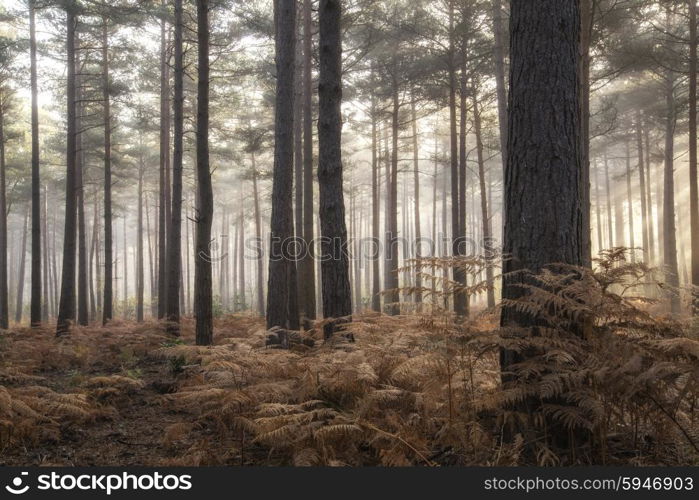 Autumn Fall landscape foggy morning in pine forest