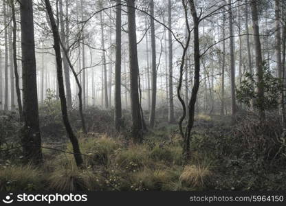 Autumn Fall landscape foggy morning in pine forest