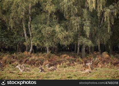 Autumn Fall landscape image of red deer cervus elaphus in forest woodland