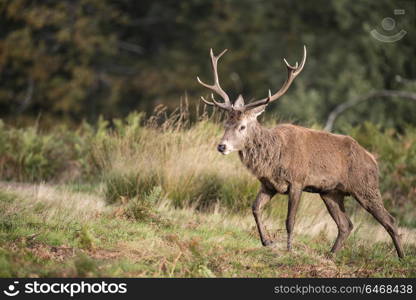 Autumn Fall landscape image of red deer cervus elaphus in forest woodland