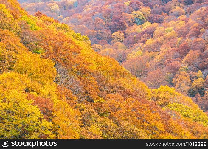 Autumn Fall Landscape of Forest and woods around Jogakura Ohashi Bridge in Aomori Tohoku Japan