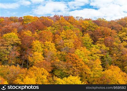 Autumn Fall Landscape of Forest and woods around Jogakura Ohashi Bridge in Aomori Tohoku Japan