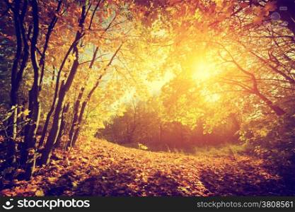 Autumn, fall landscape. Sun shining through red leaves. Vintage photograph style
