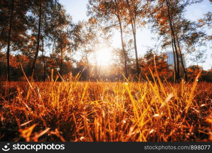 Autumn, fall landscape with a tree full of colorful, falling leaves, sunny blue sky. Wide perspective, panorama. Perfect seasonal theme.. Autumn, fall landscape with a tree full of colorful, falling leaves, sunny blue sky.