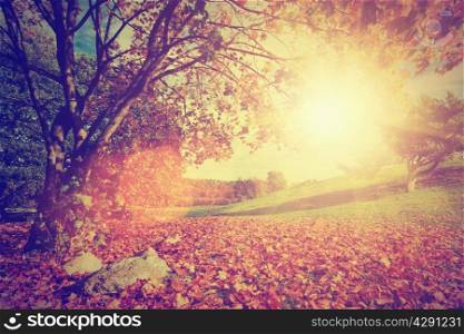 Autumn, fall landscape with a tree. Sun shining through colorful leaves. Vintage retro mood.
