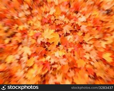 Autumn Fall leaves.