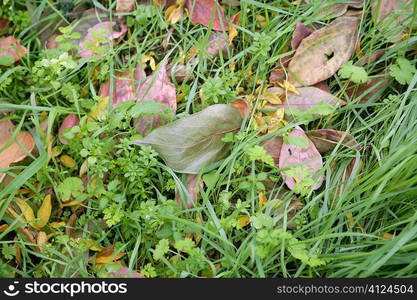 Autumn fall leaves falling into green grass background