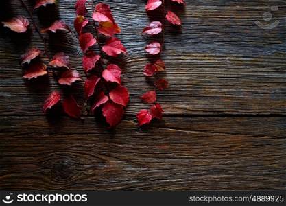 Autumn fall red leaves on wood background