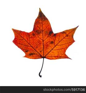 autumn fallen maple leaf isolated on white background. autumn leaf