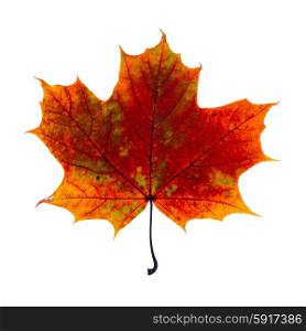 autumn fallen maple leaf isolated on white background. autumn leaf