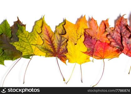 autumn fallen maple leaves isolated on white background. autumn fallen maple leaves