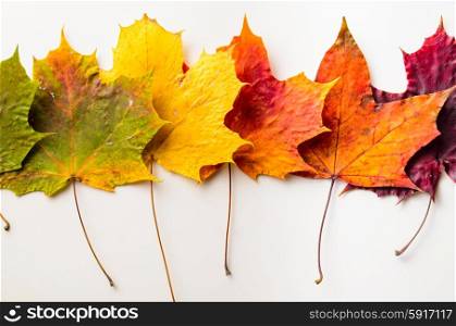 autumn fallen maple leaves isolated on white background. autumn leaves