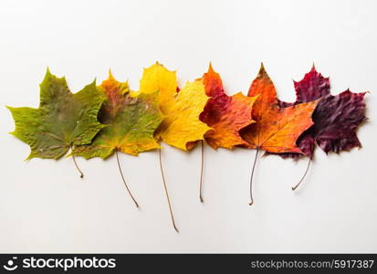 autumn fallen maple leaves isolated on white background. autumn leaves