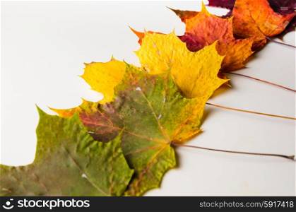 autumn fallen maple leaves isolated on white background. autumn leaves