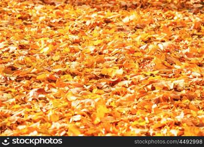 Autumn fallen orange leaves in a park. Fall background