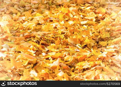 Autumn fallen orange leaves in a park. Fall background