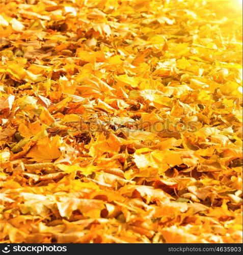 Autumn fallen orange leaves in a sunny park with sun light. Fall background