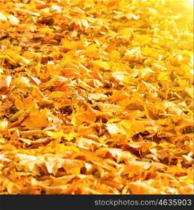 Autumn fallen orange leaves in a sunny park with sun light. Fall background