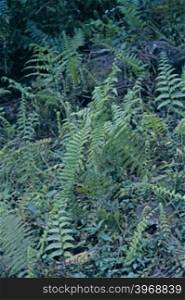 Autumn Fern, Japanese Wood Fern or Copper Shield Fern (Dryopteris erythrosora)