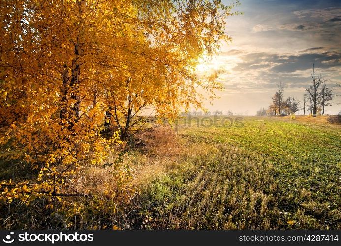 Autumn field and yellow leaves on the trees