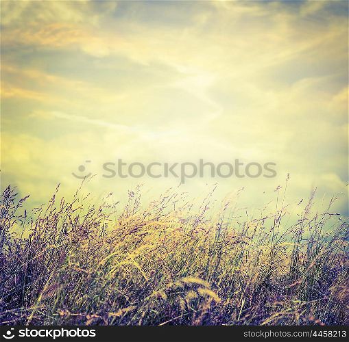 Autumn field grass on sky background, toned.