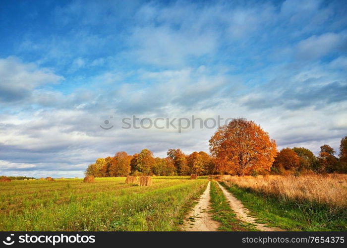 Autumn Field, Maple Tree, Country Road. Fall rural landscape. Dry leaves in the foreground. Lonely beautiful pastures autumn tree. Changing season in a park. Blue sky with clouds, Belarus