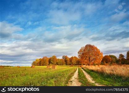 Autumn Field, Maple Tree, Country Road. Fall rural landscape. Dry leaves in the foreground. Lonely beautiful pastures autumn tree. Changing season in a park. Blue sky with clouds, Belarus