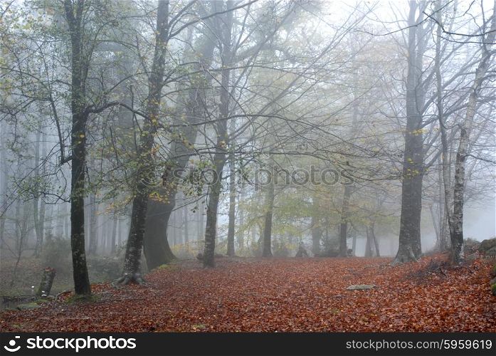 autumn fog at the forest in the portuguese national park