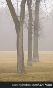 autumn fog in Assiniboine Park, Winnipeg, Manitoba