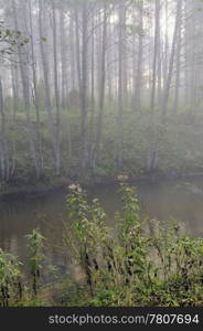 Autumn fog over the wild river. Early morning. National Park in Lithuania