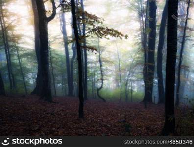 Autumn foggy dark forest. Fall colors old wood