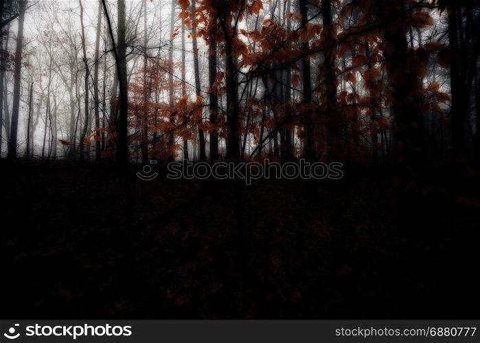 autumn foggy day in the dark forest