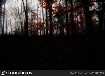 autumn foggy day in the dark forest