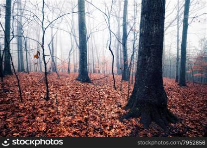 autumn foggy day in the forest