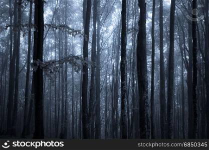 Autumn foggy forest at night. Fall colors old wood at dusk