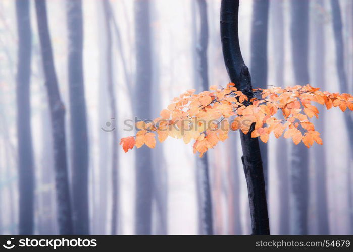 Autumn foggy forest. Bright fall colors old misty wood