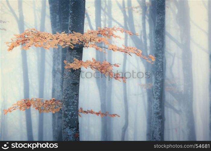 Autumn foggy forest. Bright fall colors old misty wood