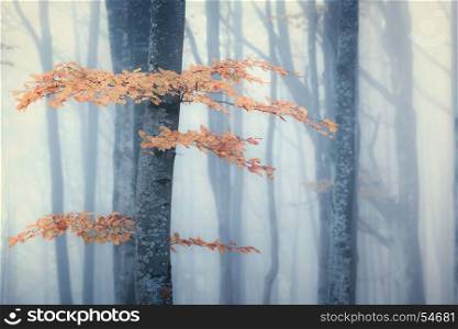 Autumn foggy forest. Bright fall colors old misty wood
