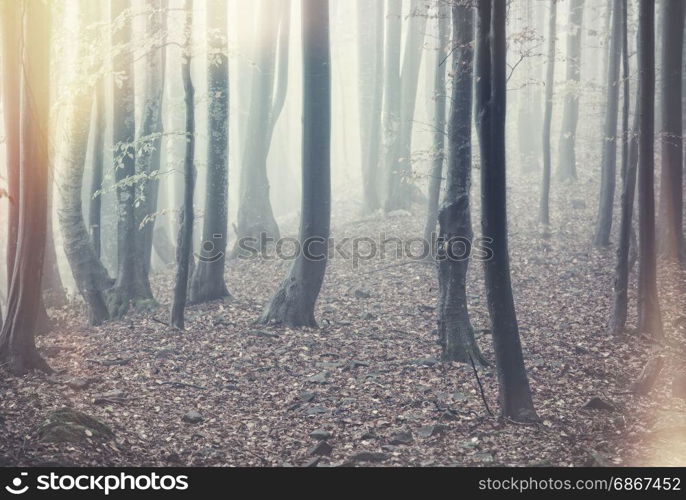 Autumn foggy forest. Dark woodland nature background