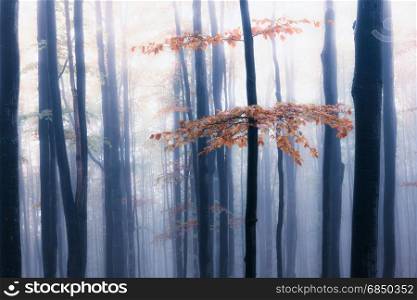 Autumn foggy forest. Fall colors old misty wood