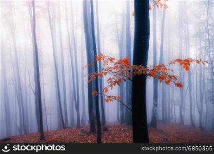 Autumn foggy forest. Fall colors old misty wood