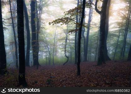 Autumn foggy forest. Fall colors old wood