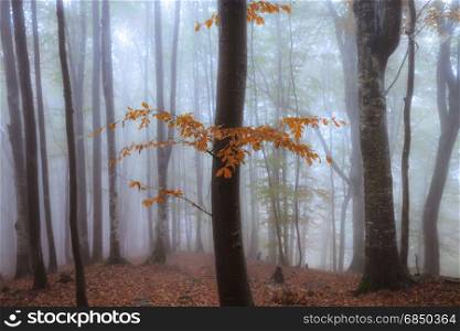 Autumn foggy forest. Fall colors old wood