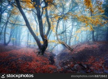 Autumn foggy forest. Mystical autumn forest in blue fog in dusk. Old Tree. Landscape with trees, colorful orange leaves and fog. Nature. Enchanted foggy forest with magical atmosphere. Fall colors. Autumn foggy forest. Mystical autumn forest in blue fog